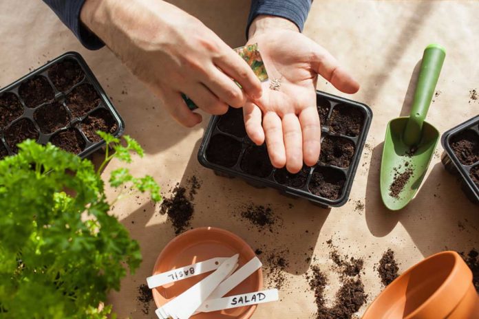 Seminare Fiori Trucchi E Consigli Per Farlo Correttamente Ecoo It