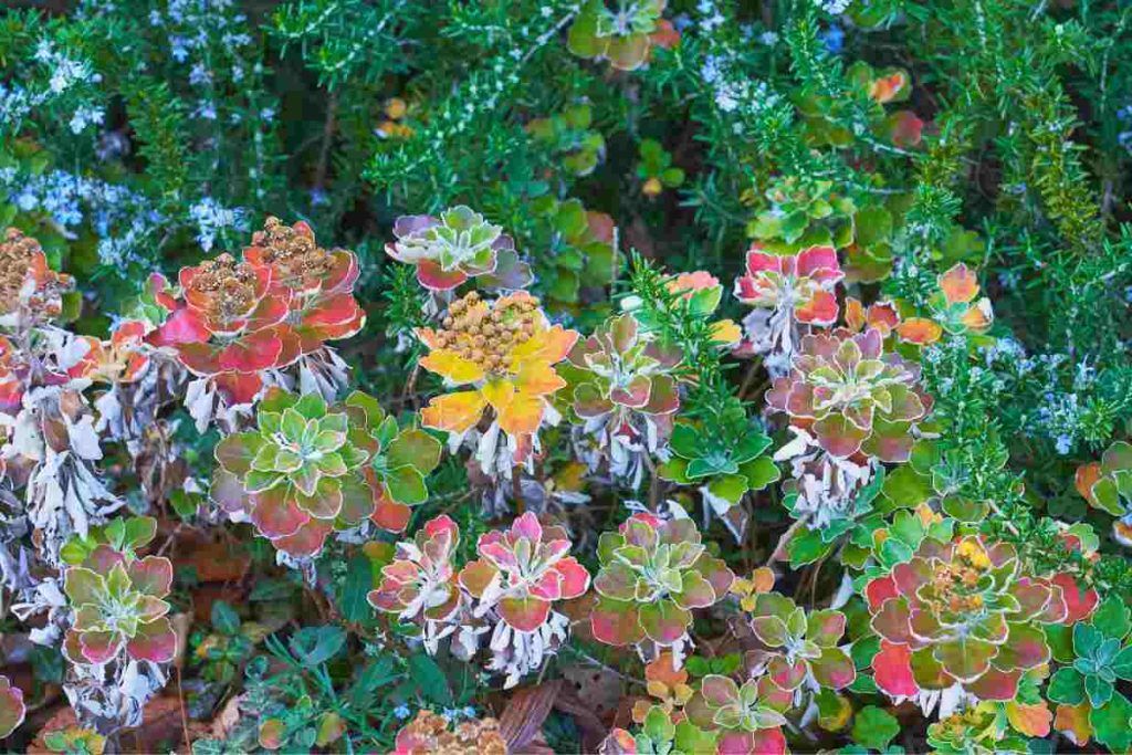 Fiori Invernali Che Resistono Al Freddo Quali Sono E Come Coltivarli