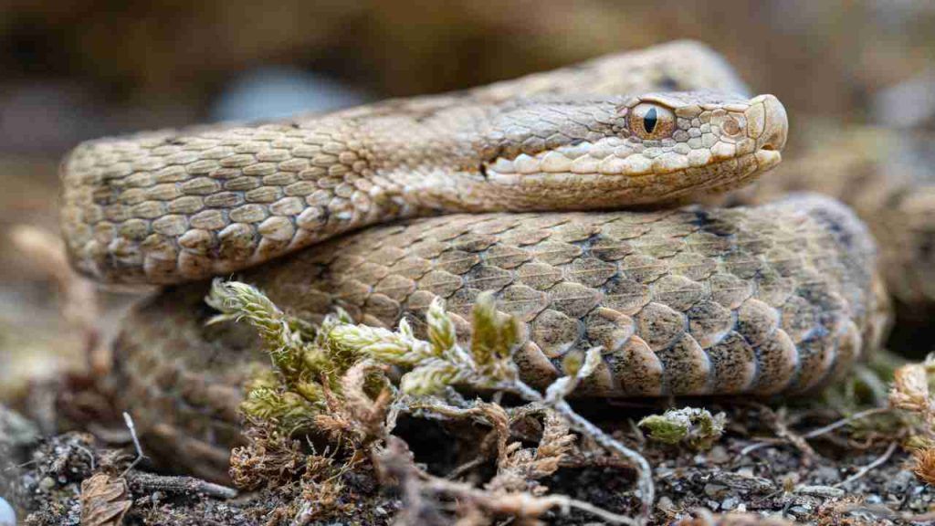 Impara A Distinguere Tra Biscia E Vipera Fondamentale Saperlo