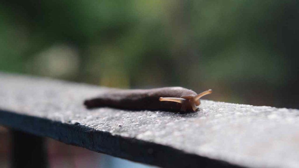 Lumache Senza Guscio In Giardino O In Casa Come Allontanarle