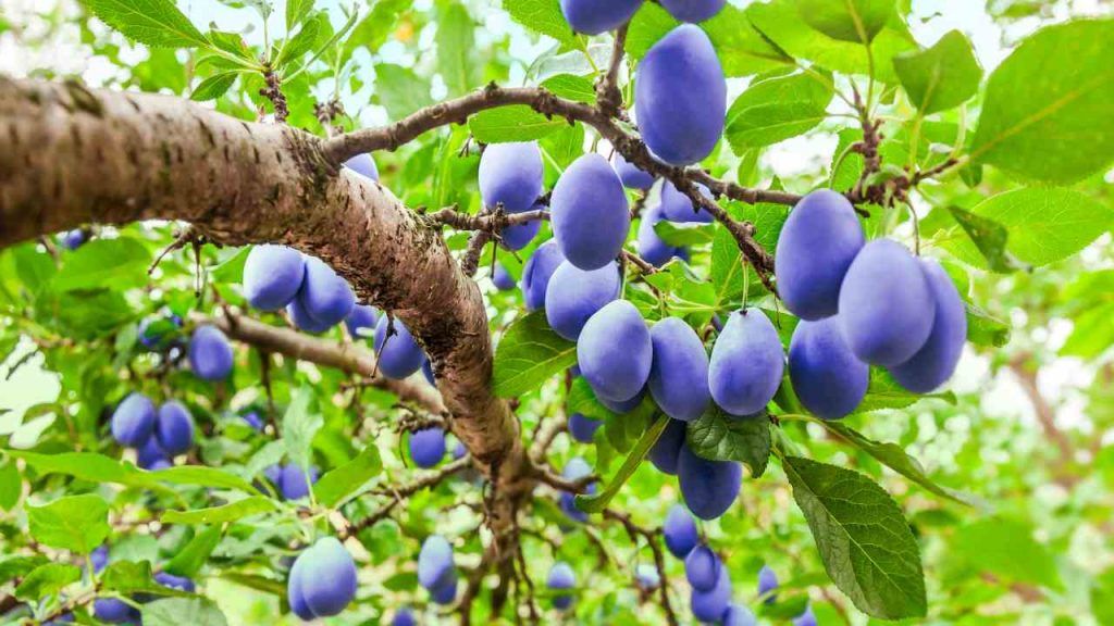 Quanta acqua serve alla pianta da prugna La quantità è fondamentale