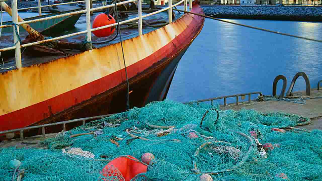 Catturato Sulla Spiaggia Italiana Il Pesce Alieno Una Specie Velenosa