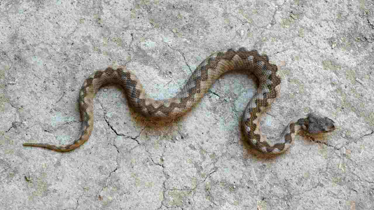 Come Riconoscere Una Biscia Da Una Vipera La Mini Guida