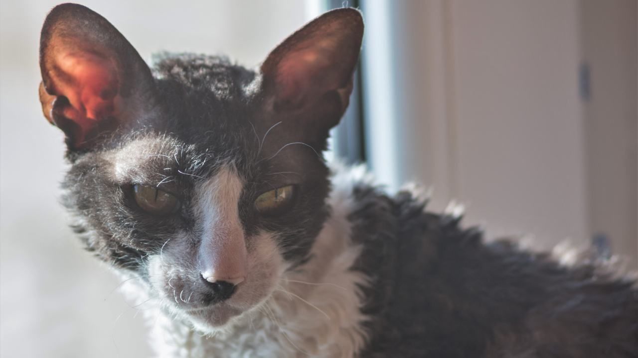 Cornish Rex Storia Aspetto E Curiosit Sul Gatto