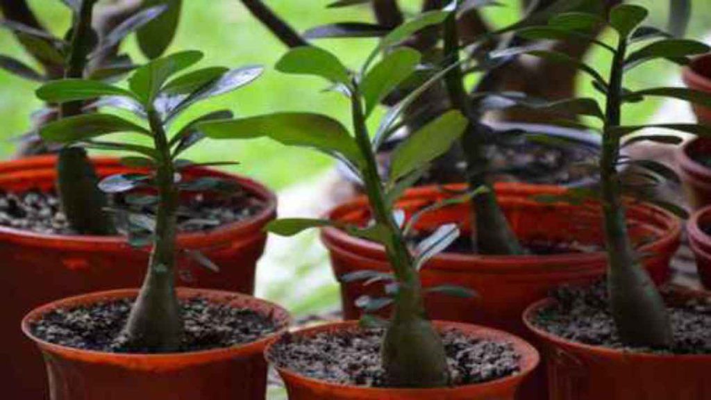 Albero Di Giada Crea Un Bonsai Passo Passo Come Fare