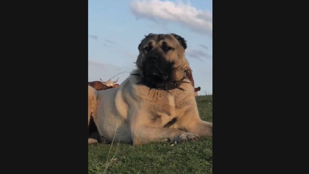 Kangal Il Cane Che Sa Affrontare I Lupi