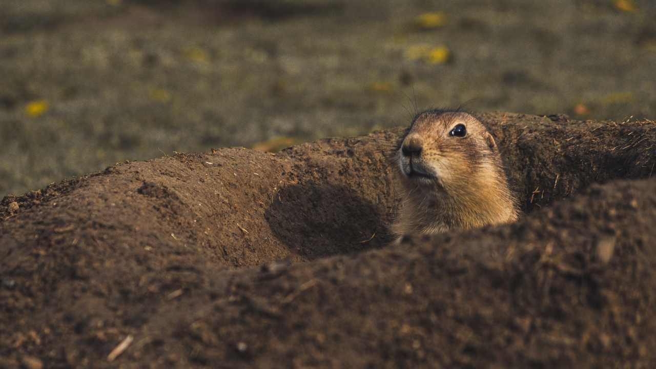 Cane Della Prateria Caratteristiche Di Questo Strano Roditore