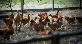 Plastica ecologica: la fibra ottenuta dalle piume di pollo