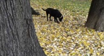 Cani a Milano: ecco le aree dove portare i nostri amici