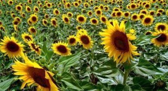 Pericolo nucleare: un aiuto dai girasoli contro la radioattività