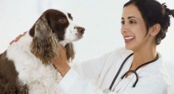 Fido Park 2011: quando il veterinario viene in vacanza insieme a te!