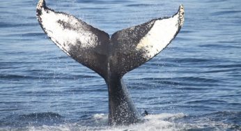 Protezione animali: si vendono le balene, per la loro salvezza