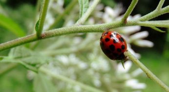 Protezione animali: è guerra tra diverse specie di coccinelle