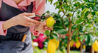 Come coltivare i limoni in vaso: guida completa