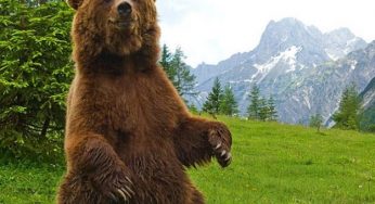 Salvare l'orso bruno attraverso i fumetti: l'iniziativa del WWF