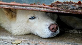 Test cosmetici sugli animali: negli Stati Uniti una proposta per vietarli