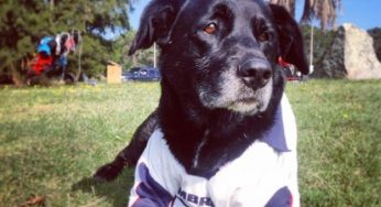 Mondiali Brasile 2014: il cane Jefferson percorre 2mila chilometri a piedi con gli atleti