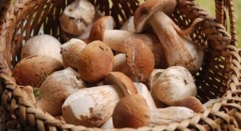 Come coltivare i funghi in casa