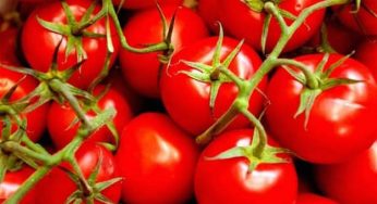 Come coltivare i pomodori nell'orto