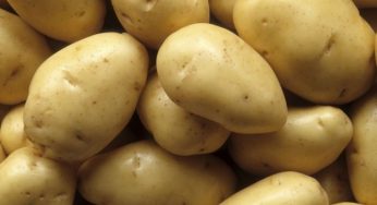 Come coltivare le patate nell'orto