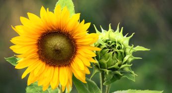 Girasole in vaso: i consigli utili per la coltivazione in terrazzo