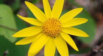 Pomata all'arnica: la ricetta per prepararla