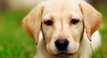 Come eliminare l'odore del cane in casa: i rimedi naturali