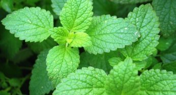 7 utilizzi alternativi della menta