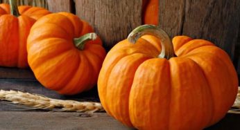 Come coltivare la zucca