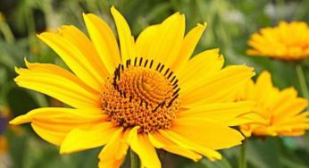 Arnica: proprietà curative e benefici