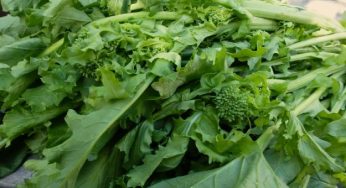 Cime di rapa: proprietà e benefici