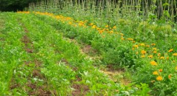 Giardino biodinamico: cos'è e i principi