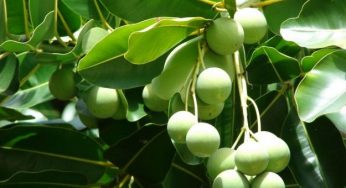 Olio di tamanu: proprietà, usi e dove trovarlo