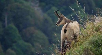 Animali di montagna: l’elenco di tutti gli esemplari