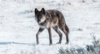 Yellowstone, USA: la storia della lupa Spitfire, veloce ma non abbastanza