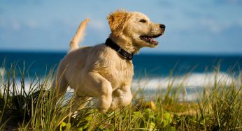 Spiagge per cani: tutte le spiagge italiane accessibili ai nostri amici a quattro zampe