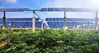 Agrofotovoltaico, l’agricoltura aiuta l’energia rinnovabile