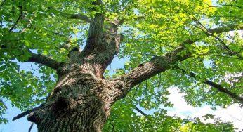 Giardino: come si potano gli alberi e cosa bisogna sapere