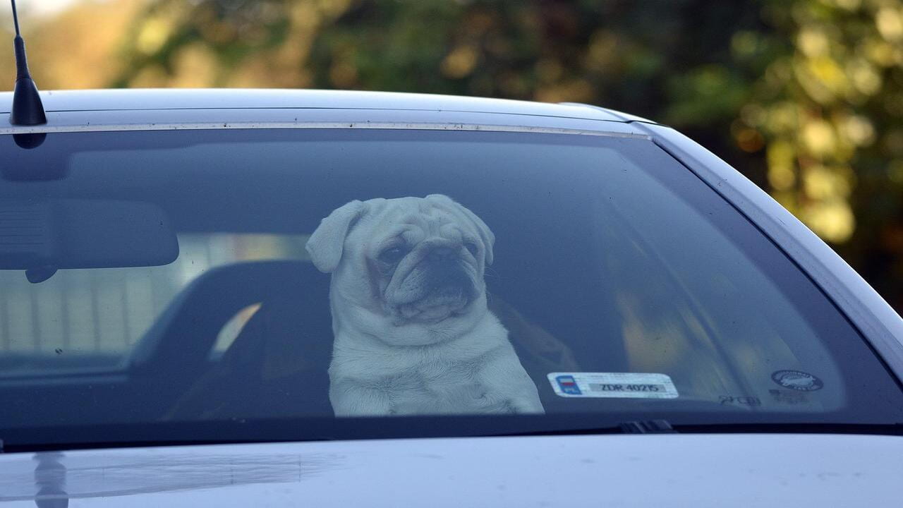 Aiutare Un Cane Chiuso In Auto: Cosa Dice La Legge