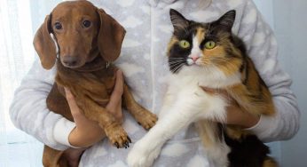 Vaiolo delle scimmie: cani e gatti sono in pericolo?