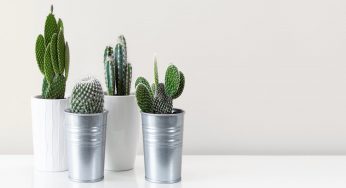 Cactus, proteggono davvero dalle onde di pc e smartphone?