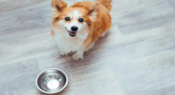 Pericoloso per il cane: quest’alimento estivo è vietato