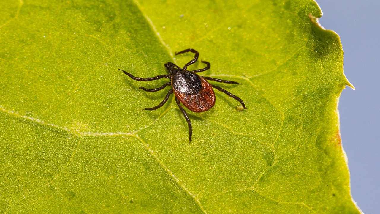 Fästingbett, behöver du antibiotika eller blodprov?