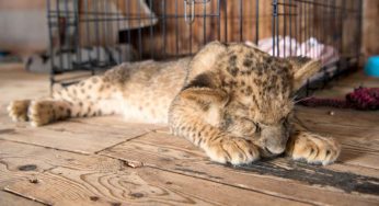 Rischia il carcere chi nasconde questi animali in casa