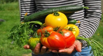 Orto in casa, come organizzarlo sul terrazzo: i consigli