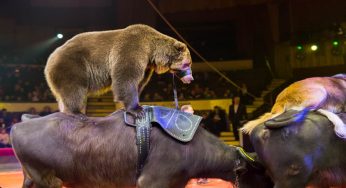 Animali nei circhi: approvata legge delega per lo stop