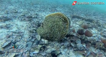 ‘Pinna Nobilis’ torna nel mare di Taranto: è a rischio estinzione