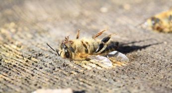 Lo mangiamo spesso: contiene insetti morti e non lo sappiamo