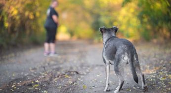 Cosa fare se un cane si avvicina minacciosamente