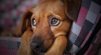 Come abituare un cane a stare solo a casa